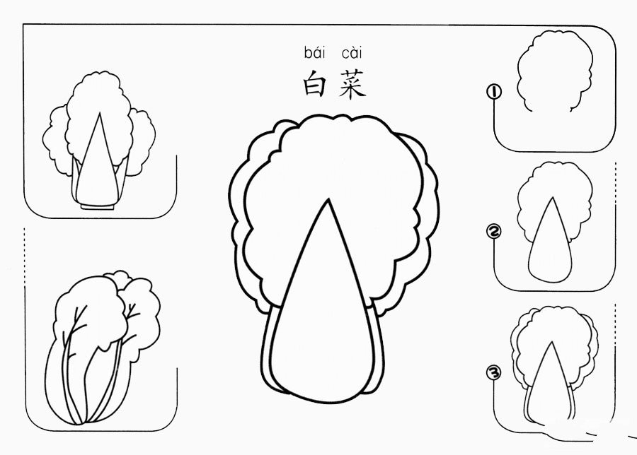 白菜怎么画