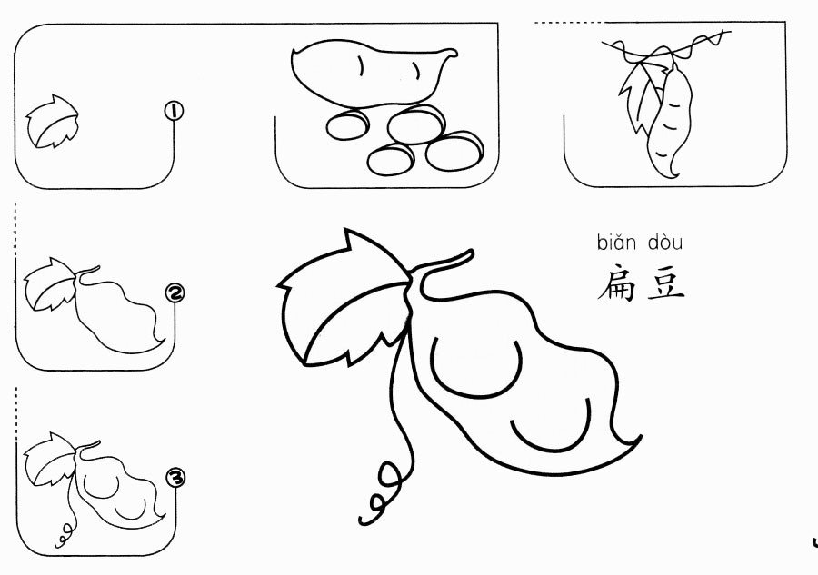 扁豆怎么画