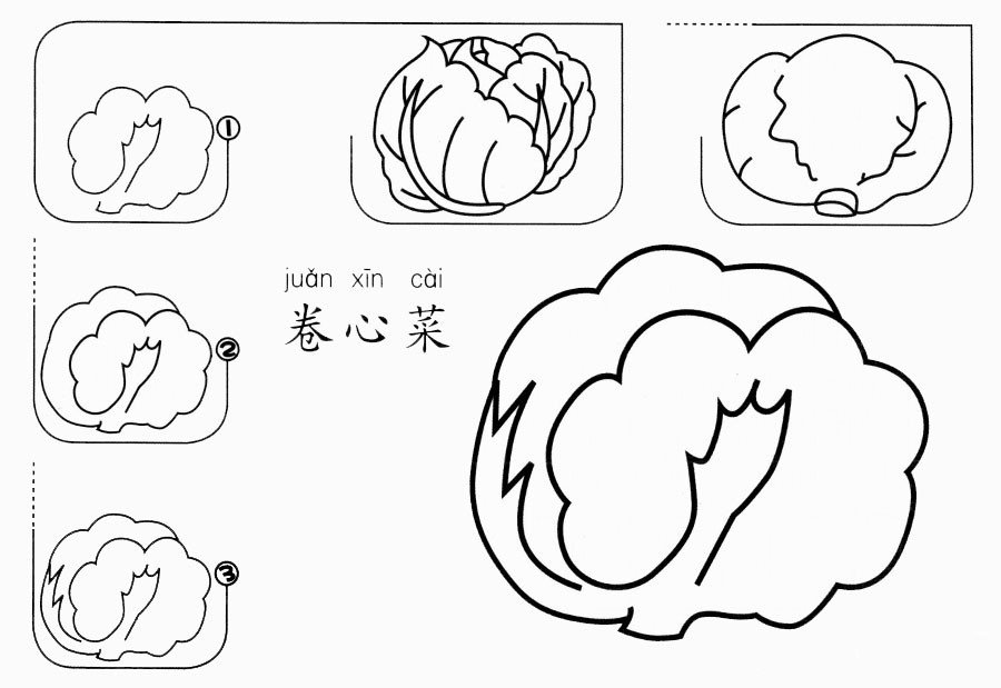 卷心菜怎么画